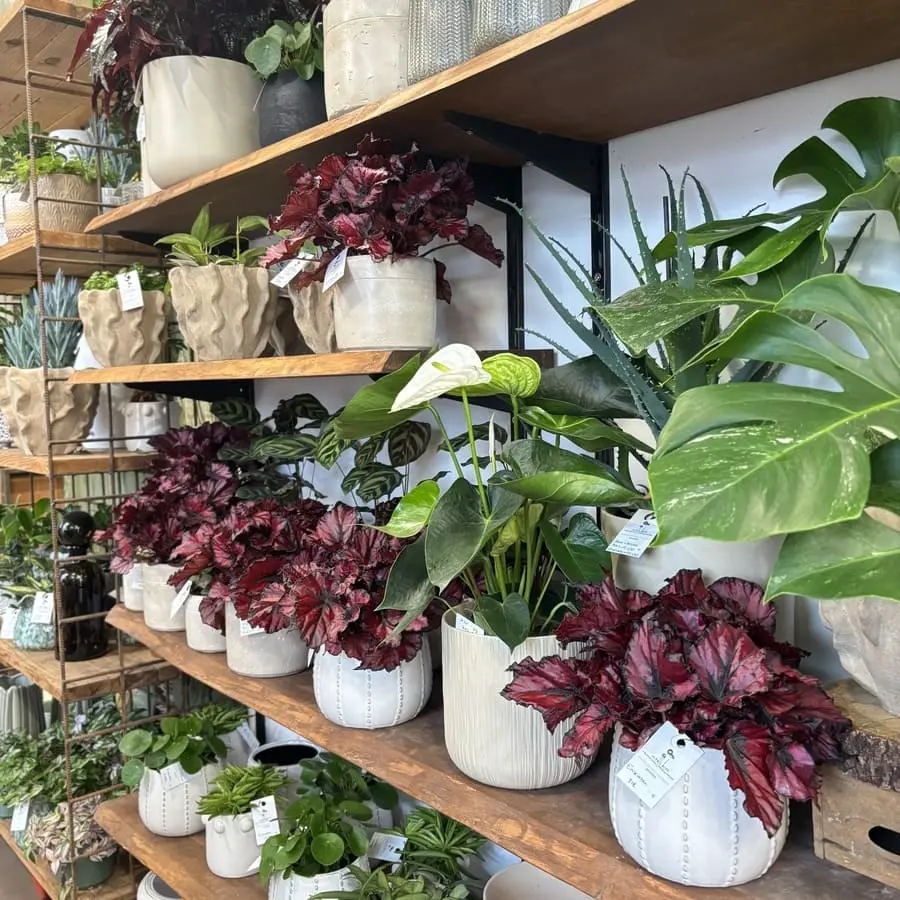 plante boutique